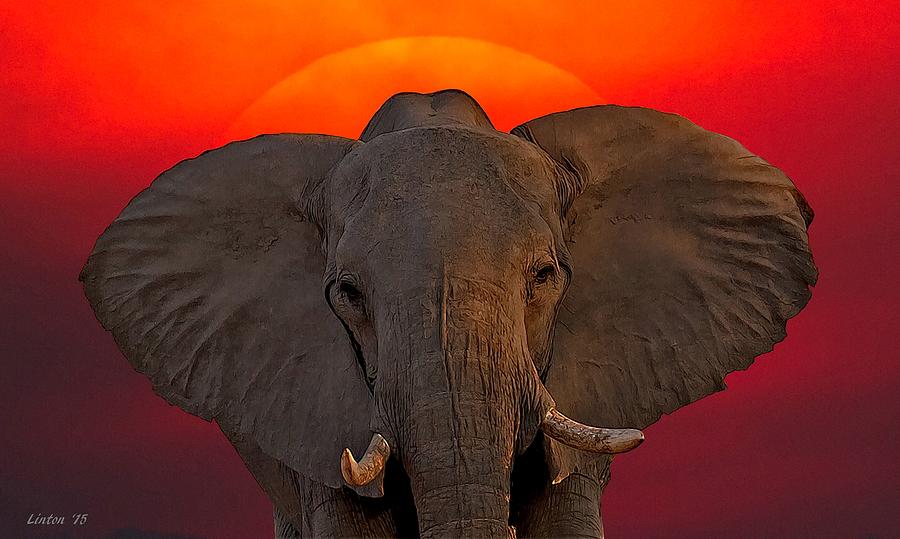 Bull Elephant At Sunset Photograph by Larry Linton