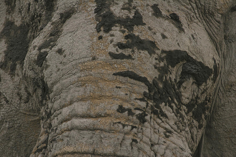 Bull Elephant Close-up Photograph by Gary Hall