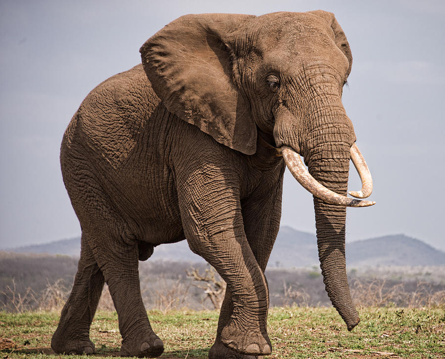 Bull Elephant Photograph by George Salter - Fine Art America