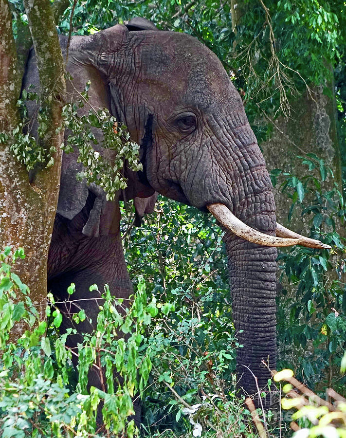 Bull Elephant in the Jungle Photograph by Michael Cinnamond
