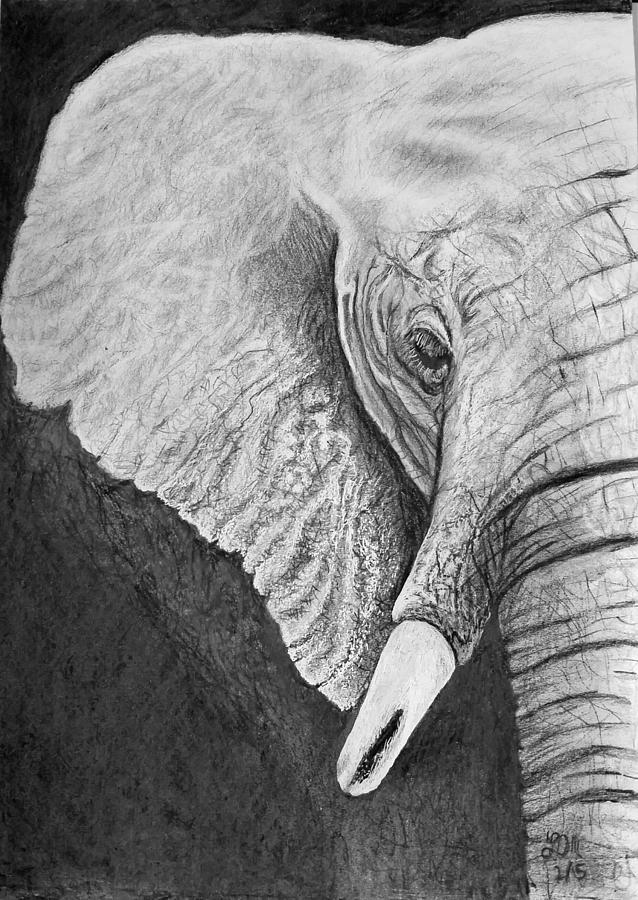 Bull Elephant Photograph by Jake Knee