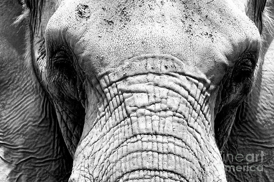 Bull Elephant Photograph by John Rizzuto