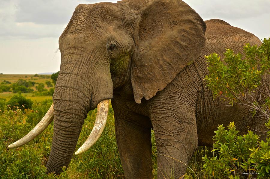 Bull Elephant Photograph by Nicholas Mariano - Fine Art America