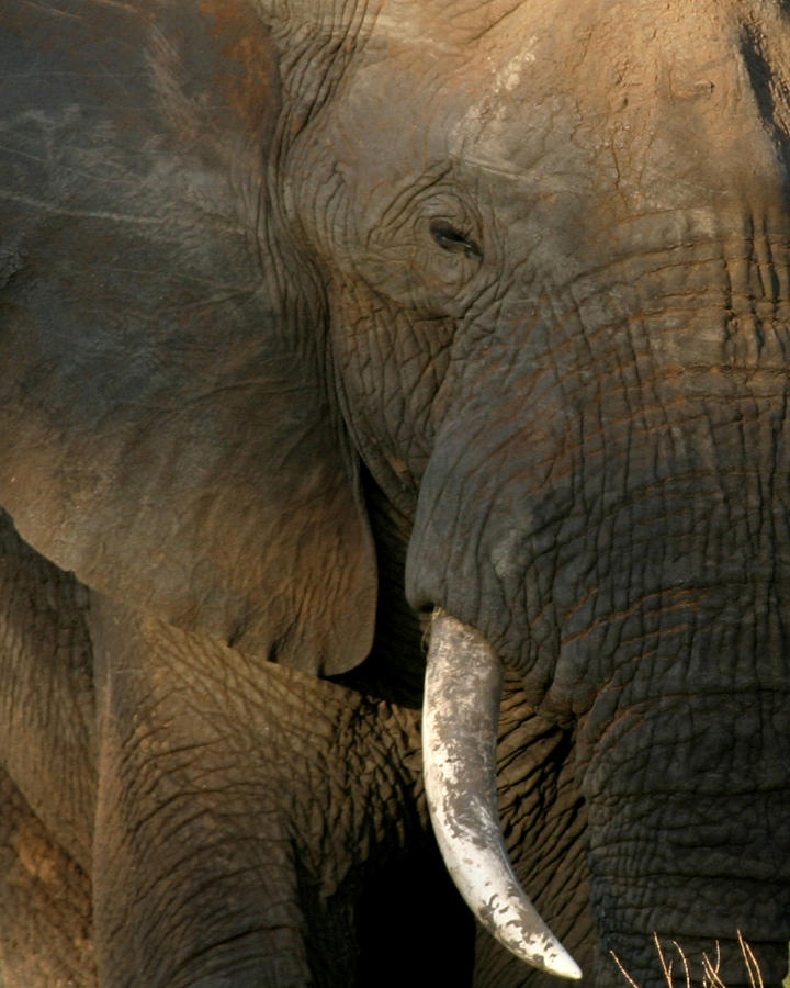 Bull Elephant Tanzania Photograph by Joseph G Holland