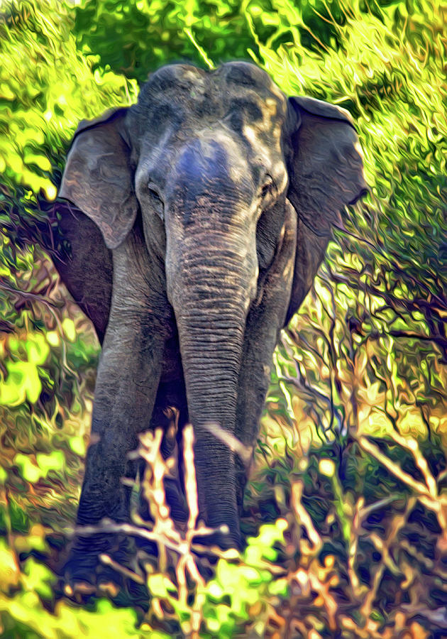 Bull Elephant Threat Photograph by Steve Harrington