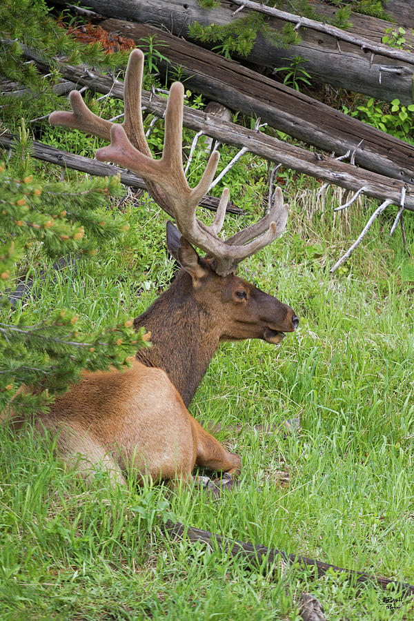Bull Elk #1 Photograph by Brett Pelletier