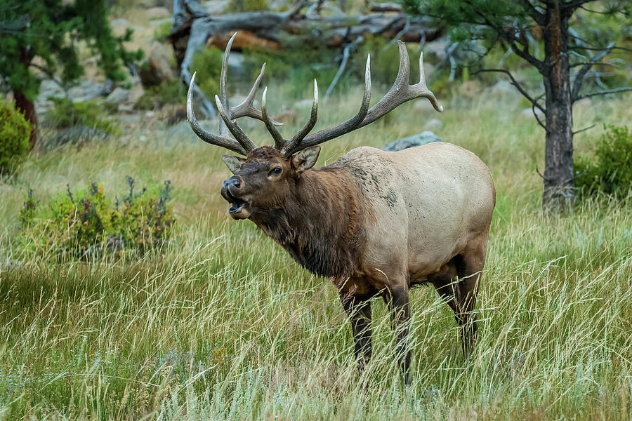 Bull Elk Photograph by Michael Cunningham - Fine Art America