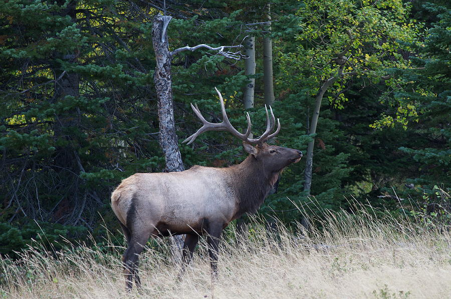 Bull Elk 2 Photograph by Aaron Spong