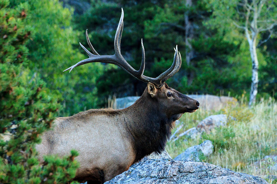 Bull Elk 2 Photograph by Ben Graham
