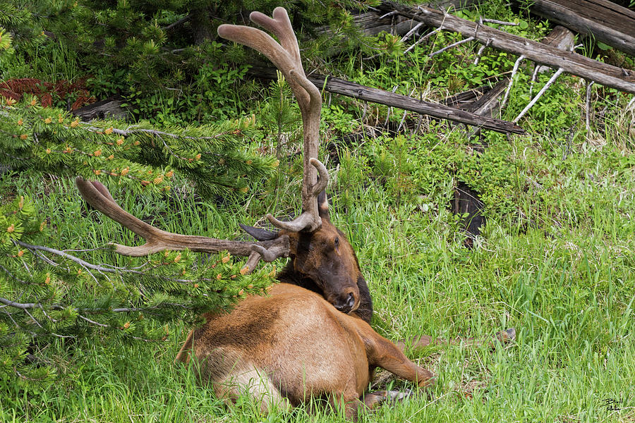 Bull Elk #2 Photograph by Brett Pelletier