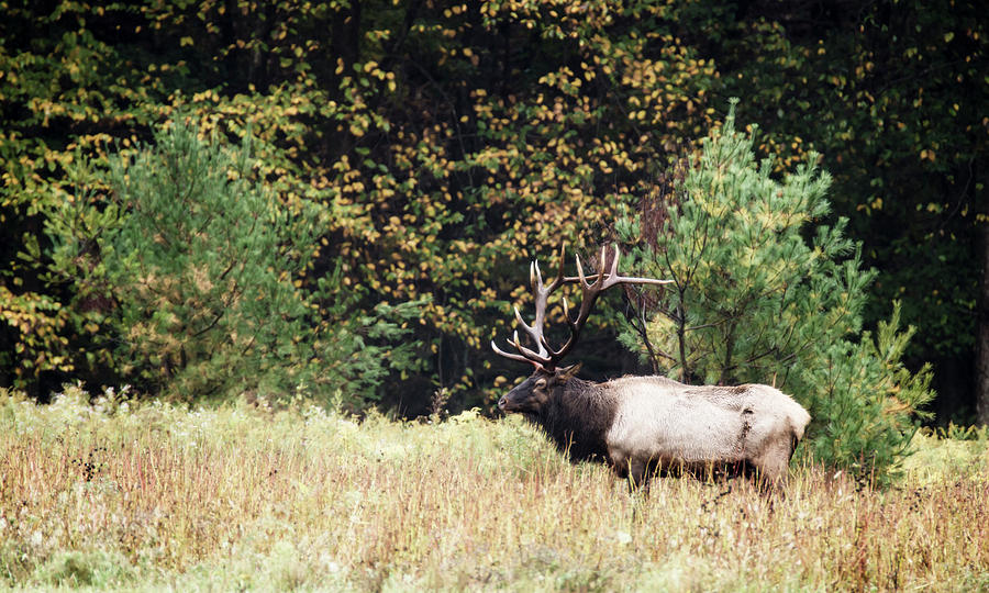 Bull Elk 2 Photograph by Tracy Winter