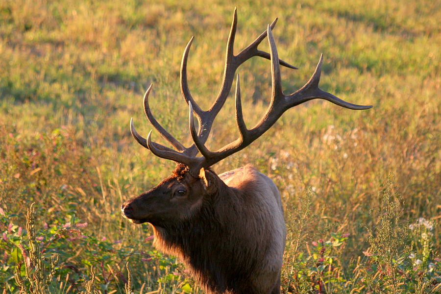 Bull Elk 5 Photograph By Sandy Fraser - Fine Art America