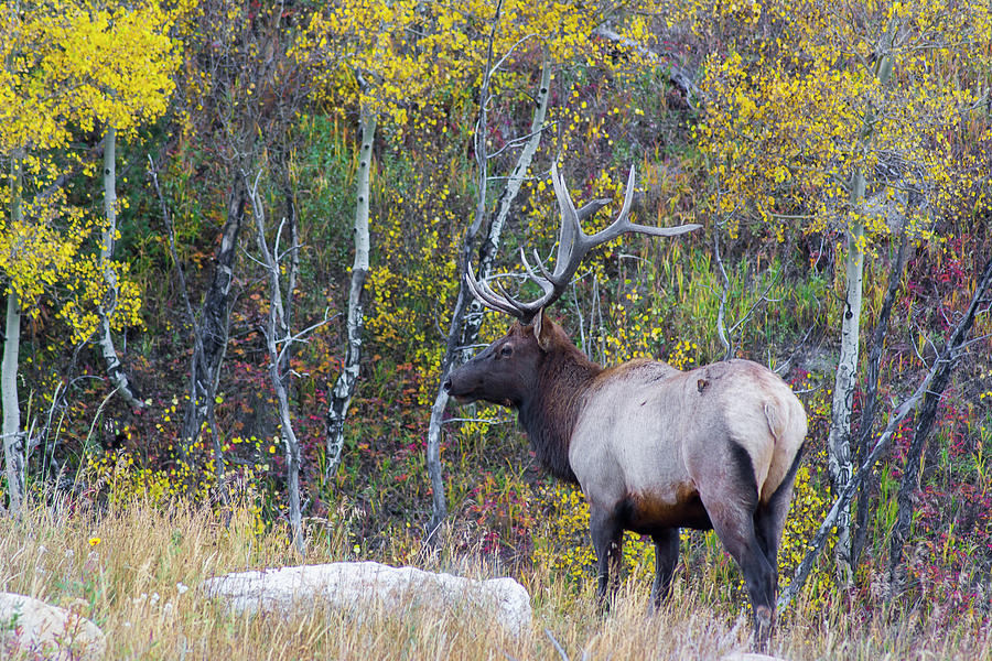 Bull Elk Photograph by Aaron Spong
