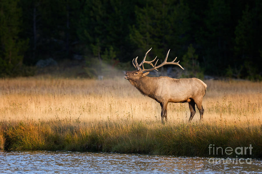 Yellowstone National Park Photograph - Bull Elk along the Madison River by Jerry Fornarotto