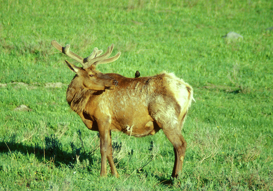 Bull Elk and Bird Photograph by John Burk