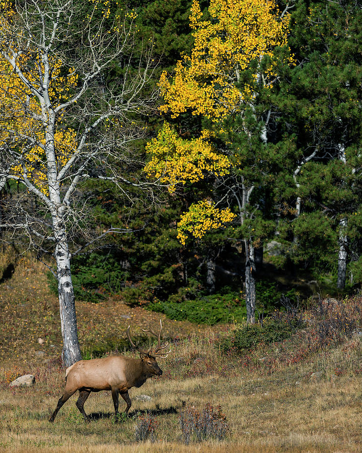 Bull Elk and Fall Colors Photograph by Gary Langley