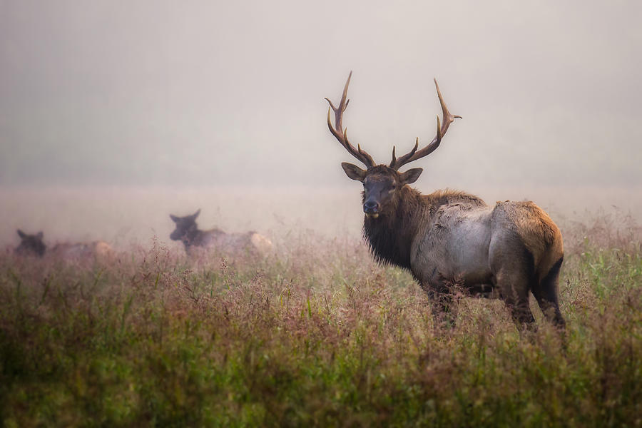 Bull Elk and his Harem Photograph by James Barber