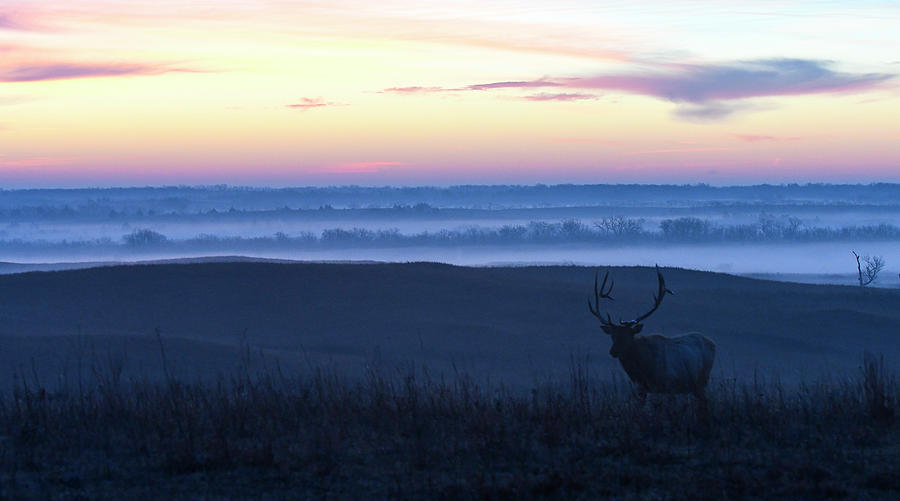 Bull Elk at Dawn 0569 Photograph by David Drew