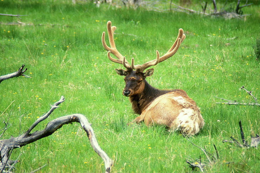 Bull Elk at East Photograph by John Burk