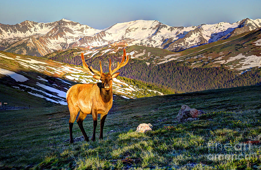 Bull Elk at First Light Photograph by Jean Hutchison
