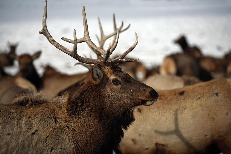 Cervus Canadensis Photograph - Bull Elk at Hardware Ranch by Ron Brown Photography