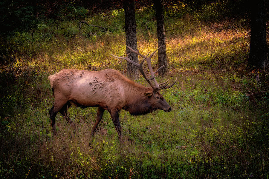 Bull Elk at Lone Elk Park 7R2_DSC2041_16-10-30 Photograph by Greg Kluempers