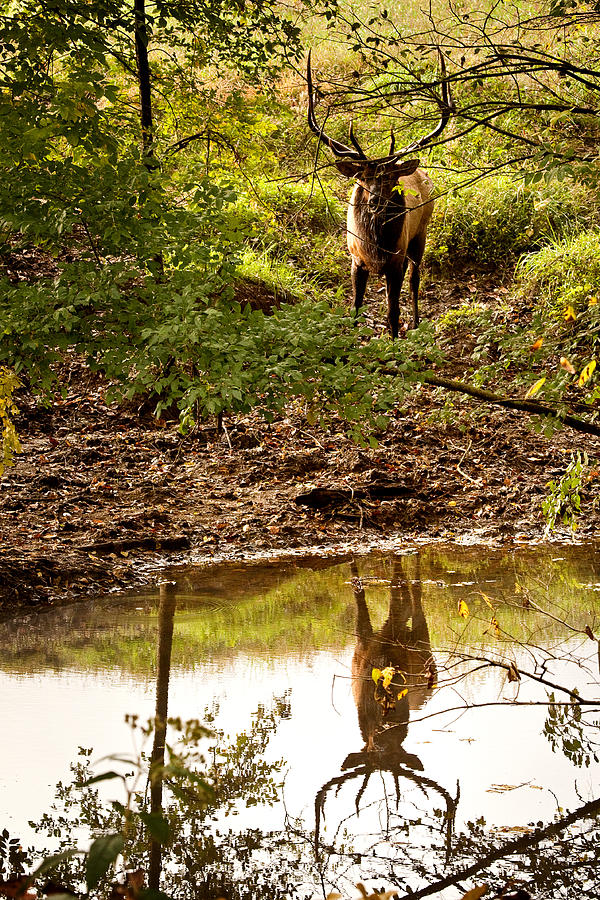 Bull Elk at Waterhole Photograph by Michael Dougherty