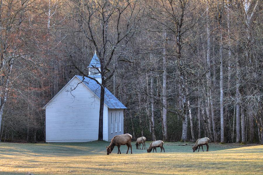 Bull Elk Attending Palmer Chapel  in the Great Smoky Mountains National Park Photograph by Carol Montoya