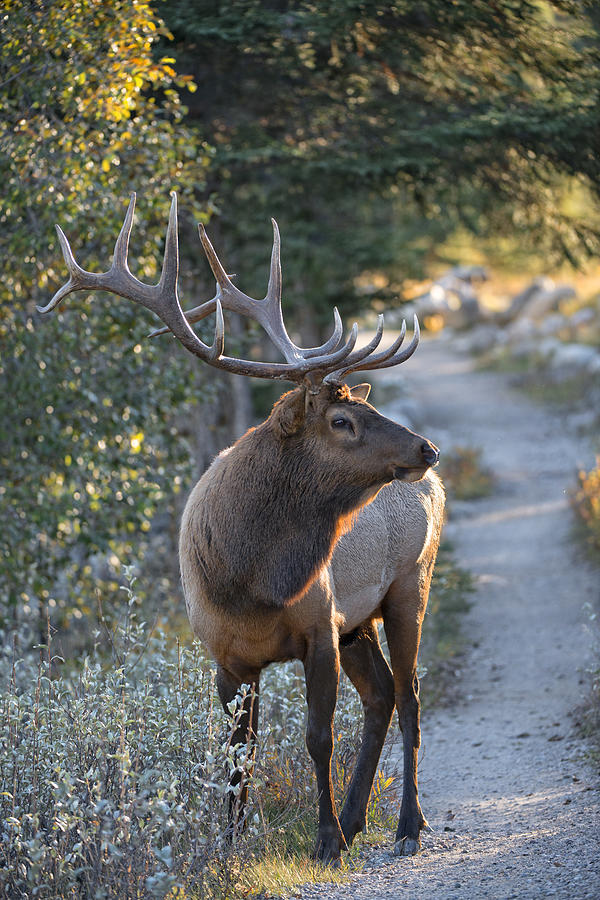 Bull Elk Photograph by Bill Cubitt