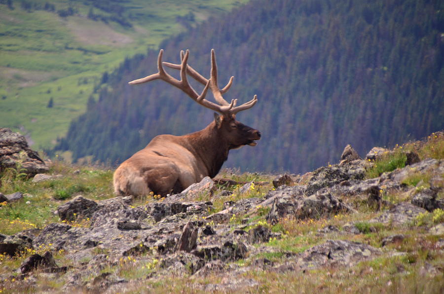 Bull Elk Photograph by Bill Hosford
