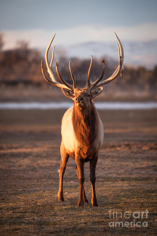Bull Elk Photograph by Bret Barton