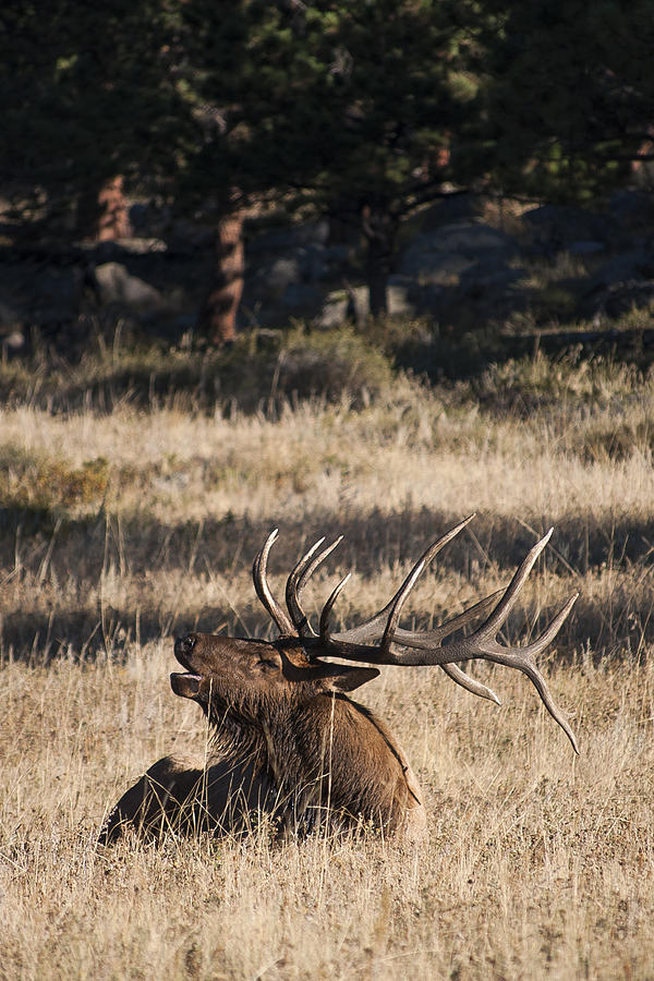 Bull Elk Bugle Photograph by Aaron Spong