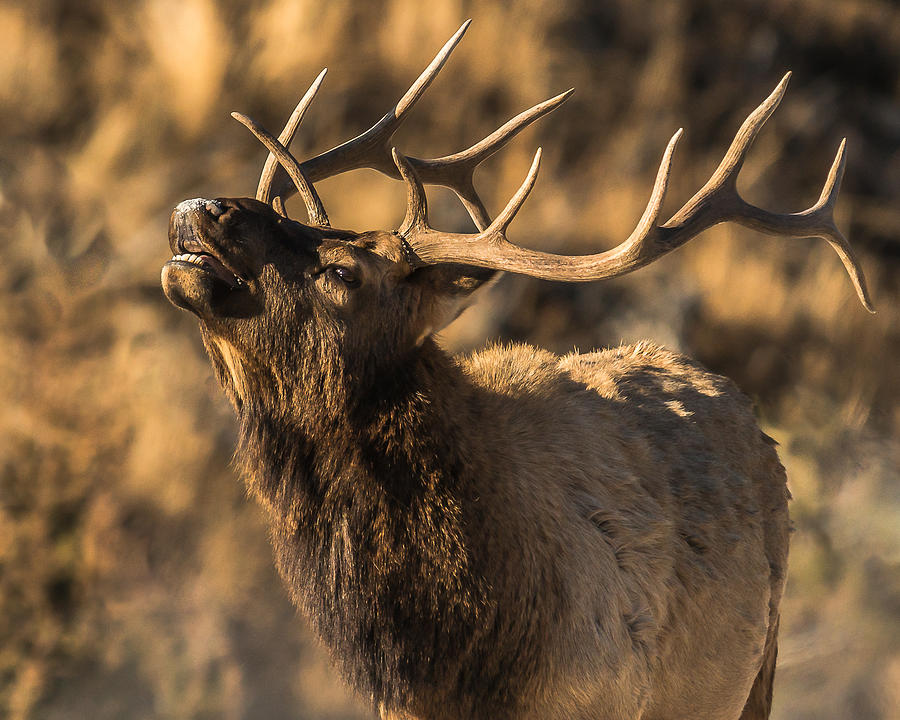 Bull Elk Bugle In Fall Photograph By Yeates Photography Pixels