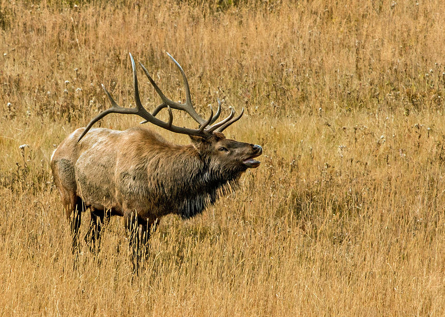 Bull Elk Bugles Photograph by Dawn Key