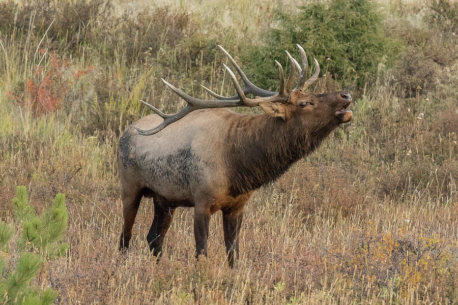 Bull Elk Bugles for Control Photograph by Tony Hake Fine Art America