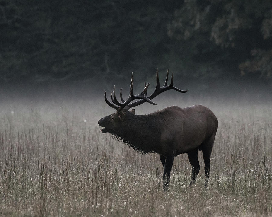 Bull Elk Bugles in Morning Fog Muted Photograph by Kelly VanDellen