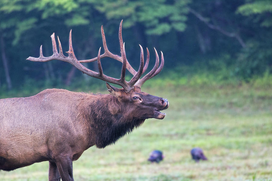Bull Elk Bugling Photograph by Jemmy Archer