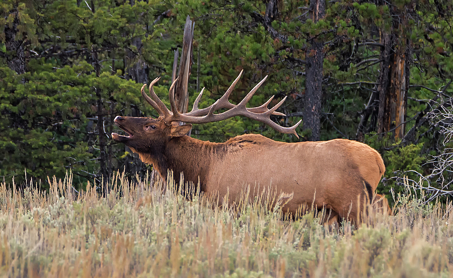 Bull Elk Bugling Photograph by Loree Johnson