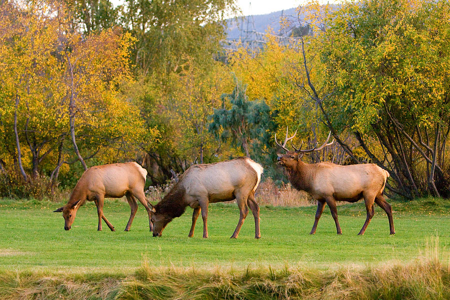 Bull Elk  Bugling With Cow Elks - Rutting Season Photograph