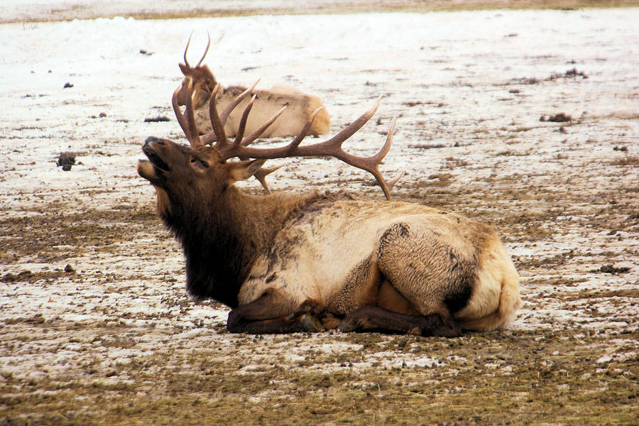 Bull elk calls out Photograph by Jeff Swan