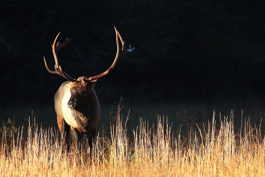 Bull Elk  Photograph by Carol Montoya