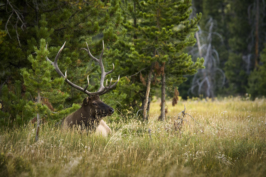 Bull Elk Photograph by Chad Davis - Fine Art America