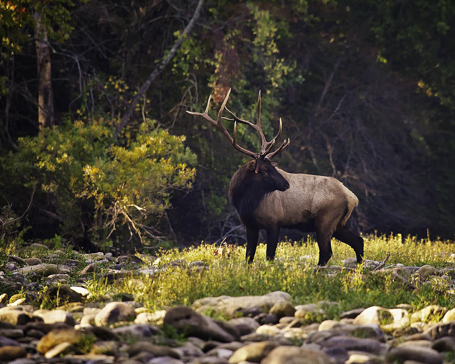 Bull Elk Checking for Competition Photograph by Michael Dougherty