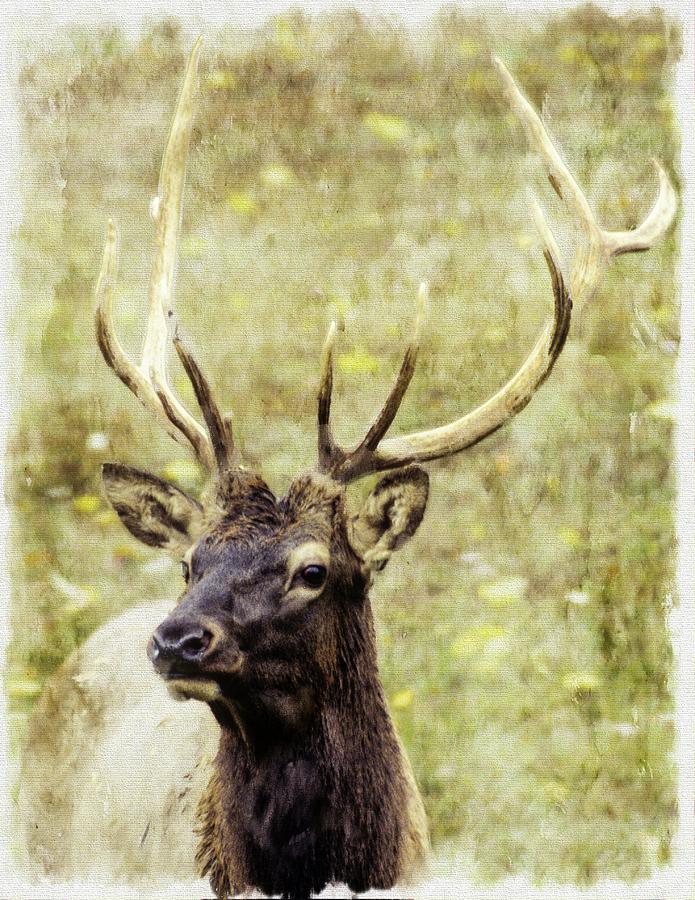 Bull Elk closeup Digital Art by Rusty R Smith | Fine Art America