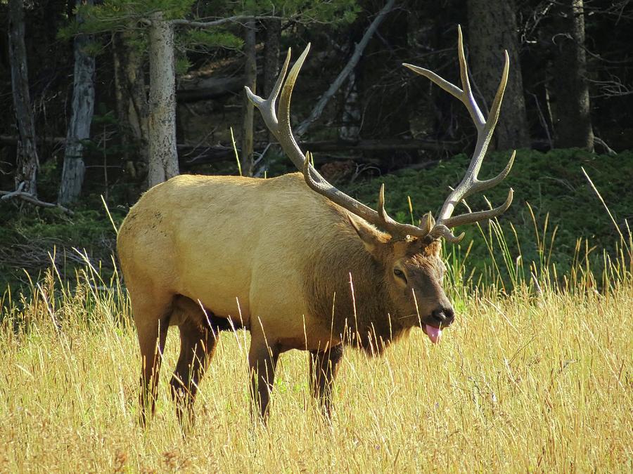 Bull Elk Photograph by Connor Beekman