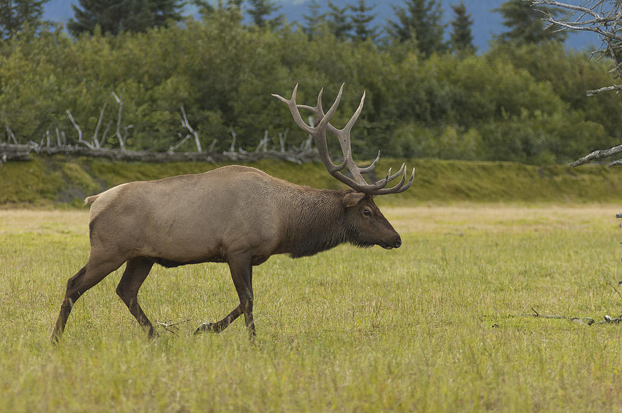 Bull Elk Crossing Meadow Photograph by David Drew