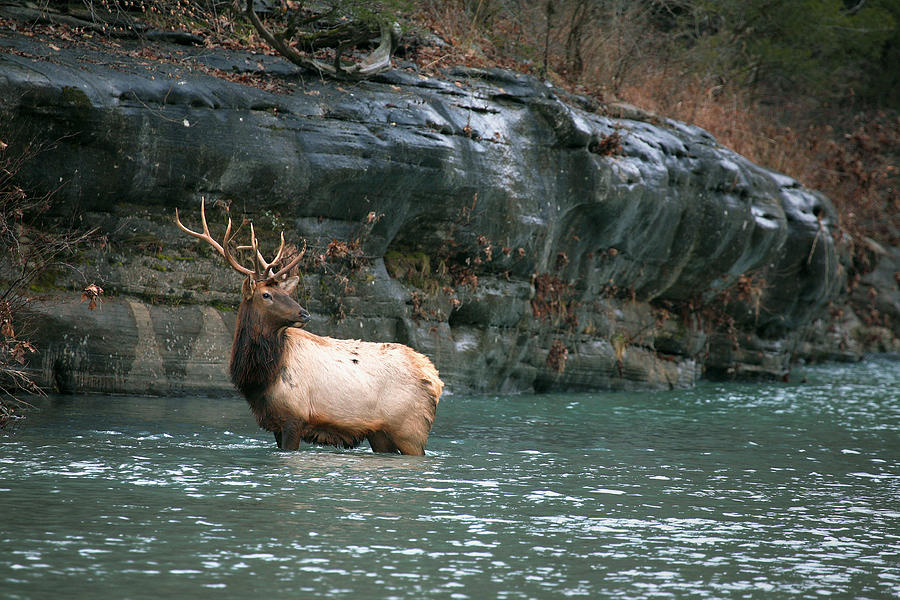 Bull Elk Crossing the Buffalo River Photograph by Michael Dougherty