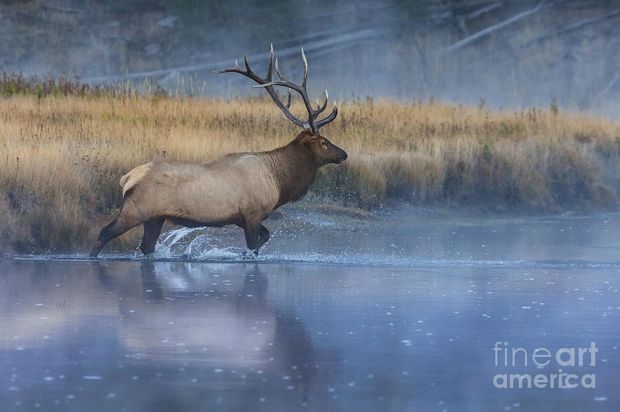 Bull Elk Crossing the Madison River Photograph by Jerry Fornarotto