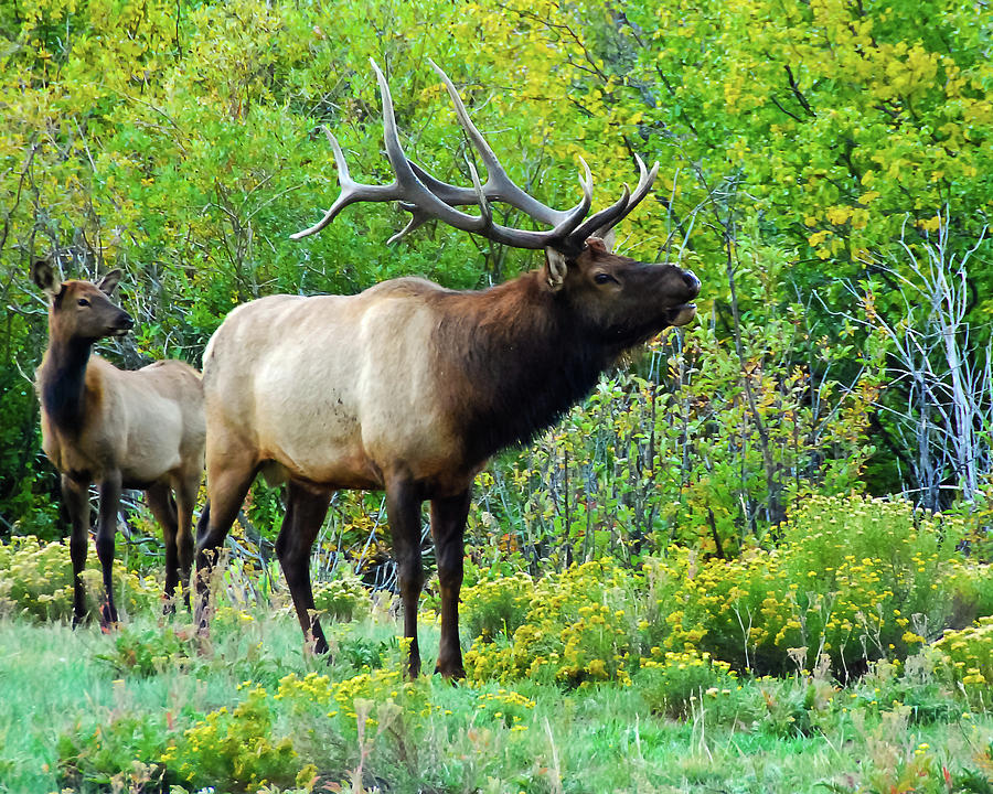 Bull Elk Defending Her Honor Photograph by Harry Strharsky