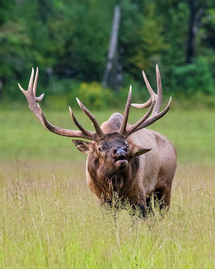 Bull Elk Defends His Harem Photograph by Kelly VanDellen